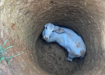Bombeiros resgatam bezerro preso em buraco de cinco metros em Córrego Fundo
