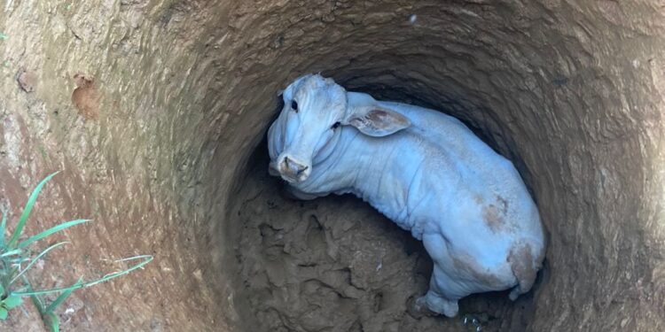 Bombeiros resgatam bezerro preso em buraco de cinco metros em Córrego Fundo