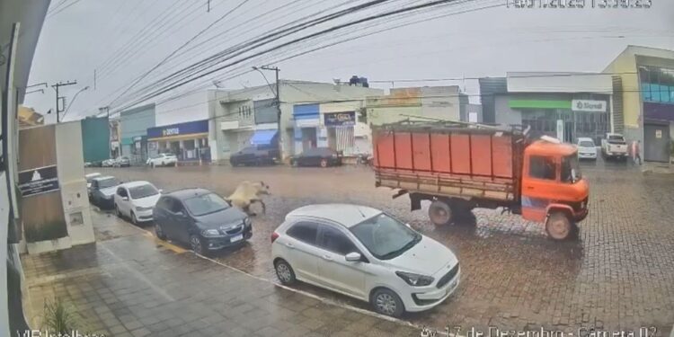 VÍDEO: Boi cai de caminhão em movimento, tenta invadir loja e assusta vendedora em Candeias