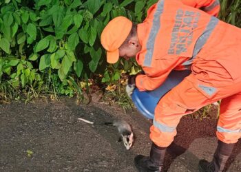 Formiga: bombeiros resgatam gambá em residência no bairro Vila Nirmatelle
