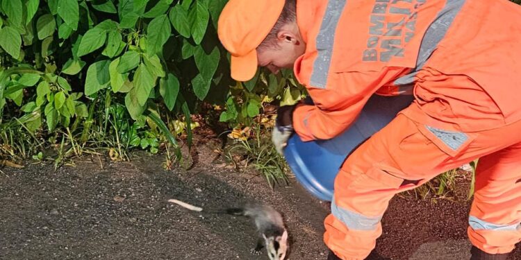 Formiga: bombeiros resgatam gambá em residência no bairro Vila Nirmatelle
