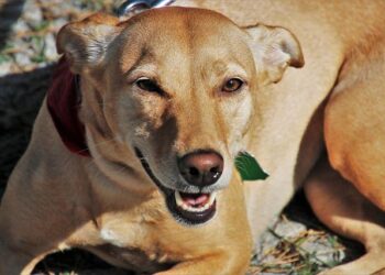 Prefeitura de Formiga realiza reunião sobre proteção animal