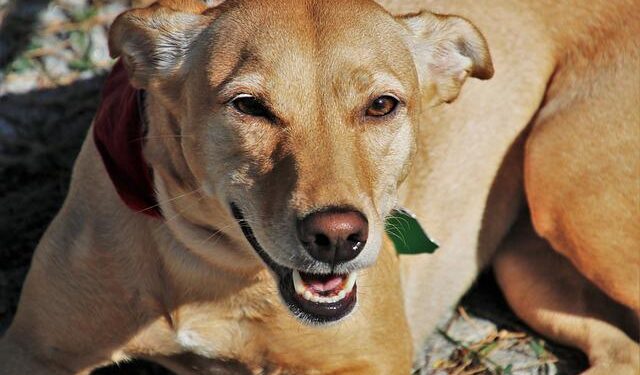 Prefeitura de Formiga realiza reunião sobre proteção animal