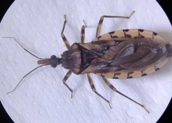 UFSJ em Divinópolis desenvolve teste rápido para detecção da doença de Chagas