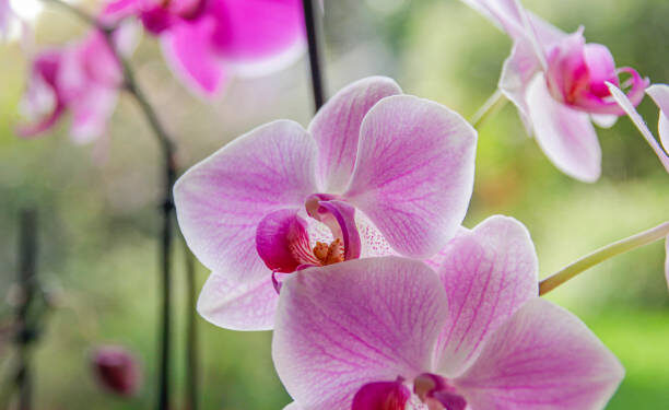 Córrego Fundo recebe a 5ª Exposição Nacional de Orquídeas nesta sexta-feira