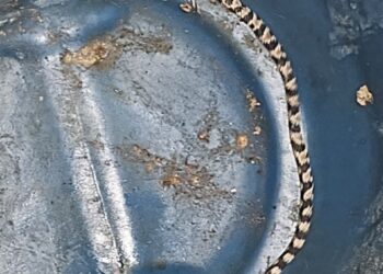 Corpo de Bombeiros captura jararaca-dormideira em residência de Formiga