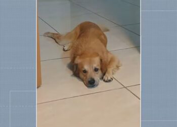 Policial militar aposentado é suspeito de atirar e matar cachorro