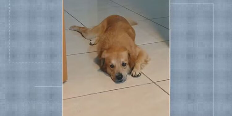 Policial militar aposentado é suspeito de atirar e matar cachorro