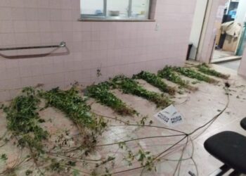 Polícia Militar encontra plantação com quase 400 pés de maconha na Região Central de Minas Gerais
