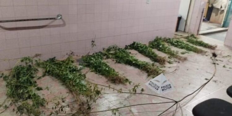 Polícia Militar encontra plantação com quase 400 pés de maconha na Região Central de Minas Gerais