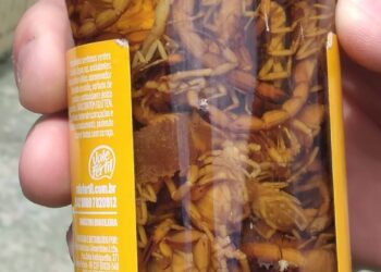 Infestação de escorpiões assusta moradores no entorno do Cemitério do Santíssimo