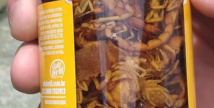 Infestação de escorpiões assusta moradores no entorno do Cemitério do Santíssimo