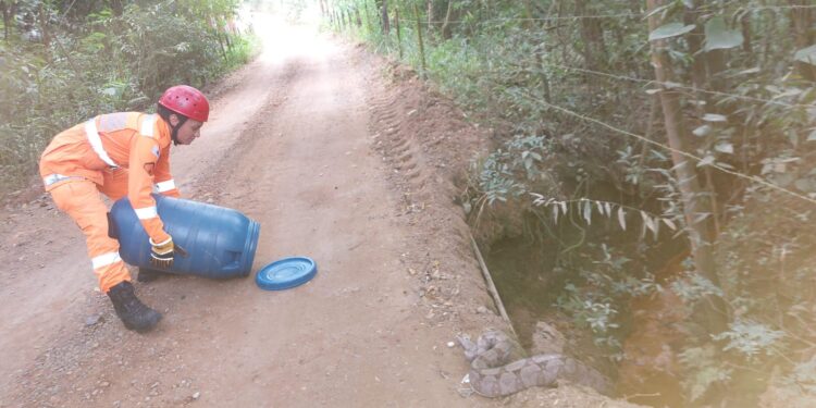 Jiboia é resgatada pelo Corpo de Bombeiros em condomínio de Furnas