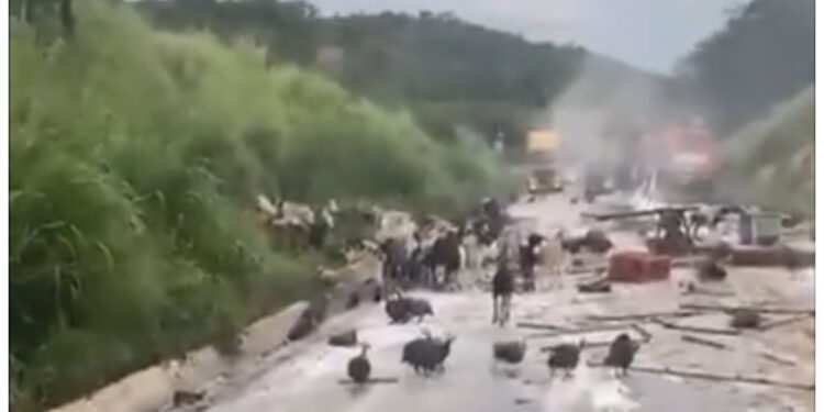 Bodes e galinhas d`angola “invadem” pista da BR-251, em Francisco Sá após tombamento de caminhão