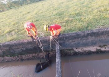 Bombeiros realizam resgate de bezerro em canal pluvial na zona rural de Lagoa da Prata