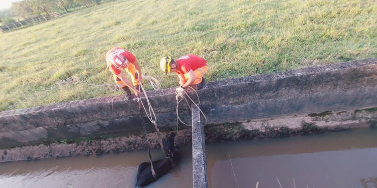 Bombeiros realizam resgate de bezerro em canal pluvial na zona rural de Lagoa da Prata