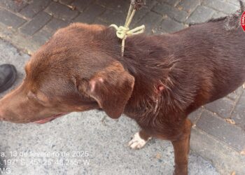 Cão ferido é resgatado no bairro São Geraldo em Formiga