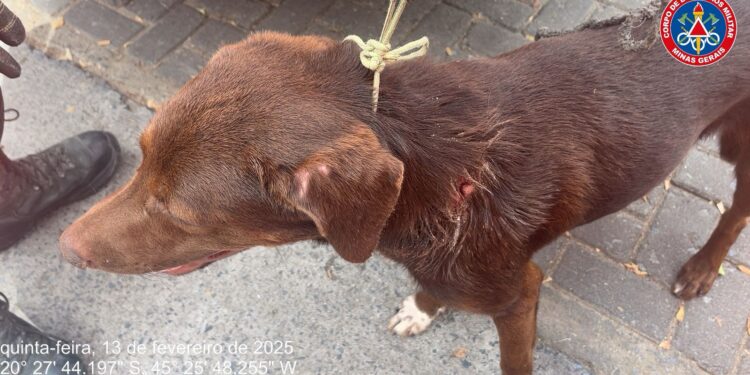 Cão ferido é resgatado no bairro São Geraldo em Formiga