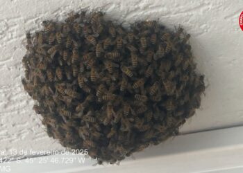 Bombeiros capturam enxame de abelhas em hospital de Formiga