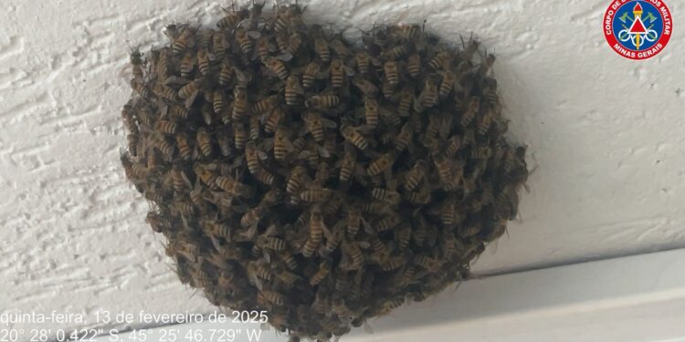 Bombeiros capturam enxame de abelhas em hospital de Formiga