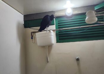Visita inusitada: urubu é capturado no banheiro de escola  pública de Formiga