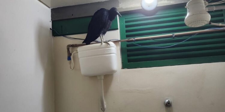 Visita inusitada: urubu é capturado no banheiro de escola  pública de Formiga