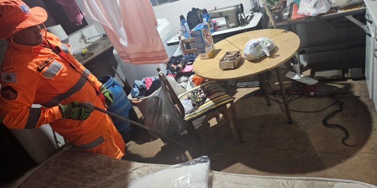 Bombeiros capturam jararaca em residência no bairro Bela Vista