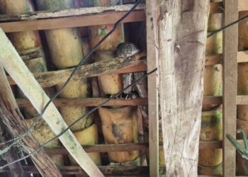 Corpo de Bombeiros captura jiboia em residência de Córrego Fundo