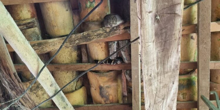 Corpo de Bombeiros captura jiboia em residência de Córrego Fundo