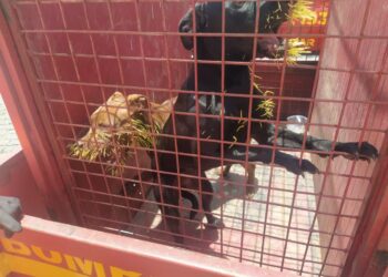 Cães são resgatados após ataque de ouriço-cacheiro no bairro Lajinha, em Formiga