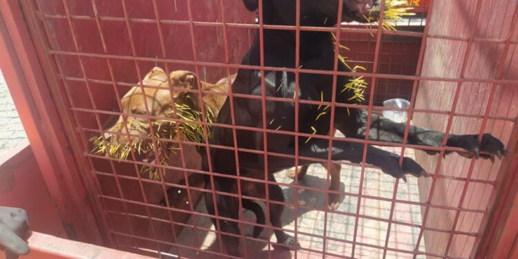 Cães são resgatados após ataque de ouriço-cacheiro no bairro Lajinha, em Formiga