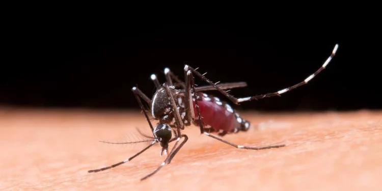 Minas Gerais confirma a primeira morte por chikungunya em 2025
