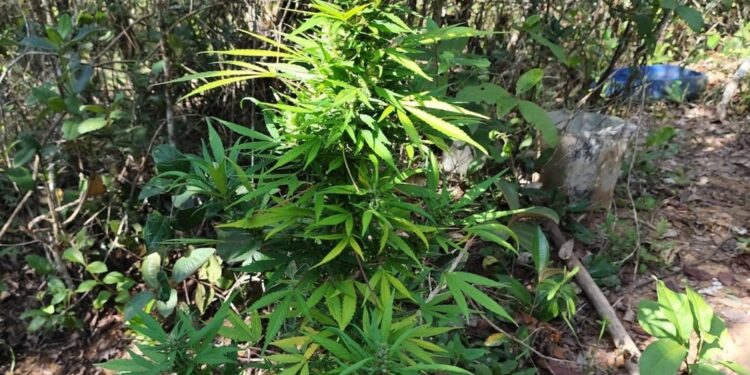 Plantação de maconha é encontrada em mata usada por criminosos para esconder drogas em Santo Antônio do Monte