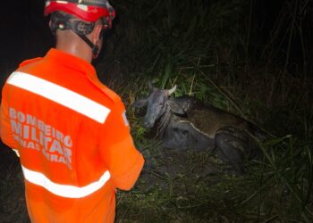 Bombeiros resgatam vaca Atolada em brejo na Zona Rural de Formiga