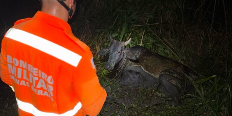 Bombeiros resgatam vaca Atolada em brejo na Zona Rural de Formiga