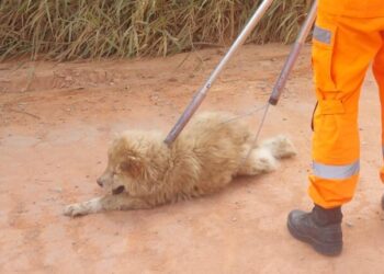 Formiga: Corpo de Bombeiros resgata cão ferido e desnutrido na estrada de Albertos