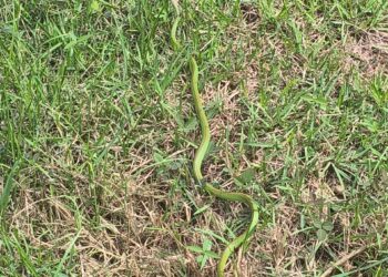 Cobra é resgatada pelo Corpo de Bombeiros em área residencial no Jardim Alvorada