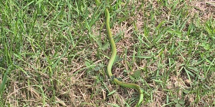 Cobra é resgatada pelo Corpo de Bombeiros em área residencial no Jardim Alvorada