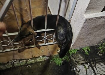 Bombeiros resgatam cachorro preso em portão de residência em Formiga