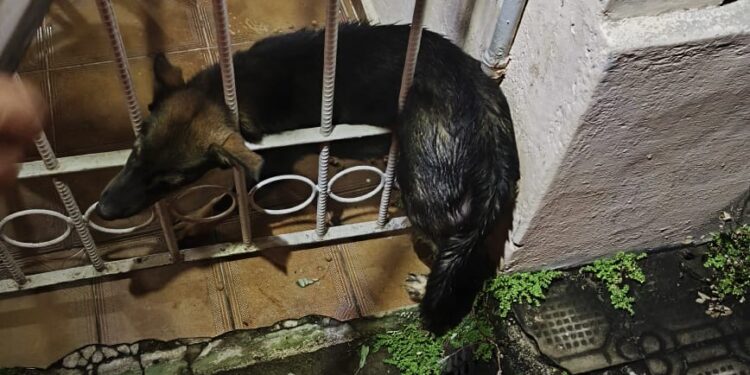 Bombeiros resgatam cachorro preso em portão de residência em Formiga