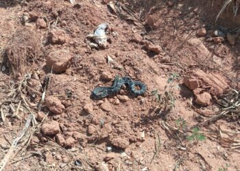 Bombeiros capturam cobra cascavel dentro de motor de carro em Formiga