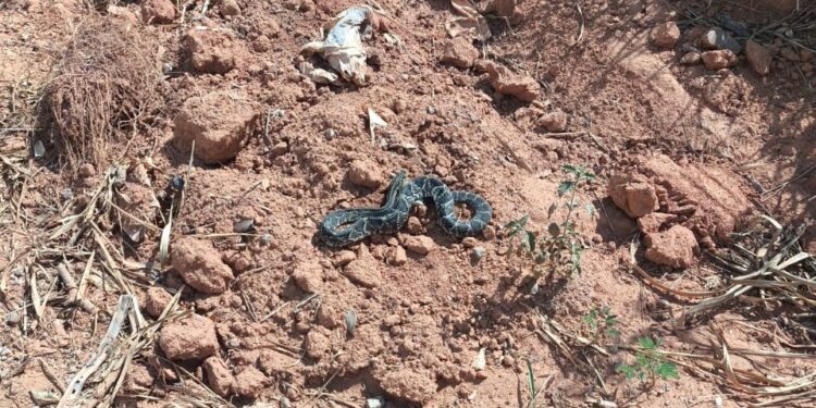 Bombeiros capturam cobra cascavel dentro de motor de carro em Formiga