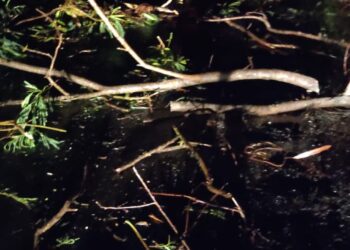 Bombeiros removem árvore caída na BR-354 e liberam trânsito