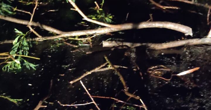 Bombeiros removem árvore caída na BR-354 e liberam trânsito