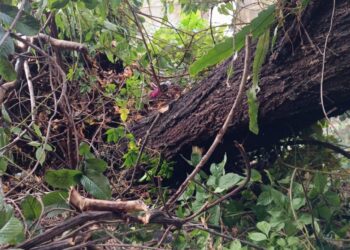 Defesa Civil atende ocorrências causadas pelas Fortes chuvas em Formiga