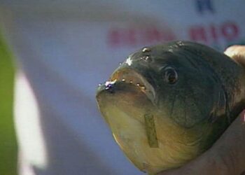 Banhistas são atacados por peixes carnívoros em Lagoa da Prata