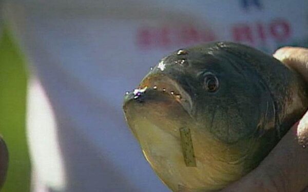 Banhistas são atacados por peixes carnívoros em Lagoa da Prata