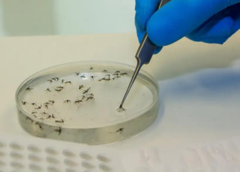 Minas registra mais duas mortes por dengue em 2025; outras 37 são investigadas