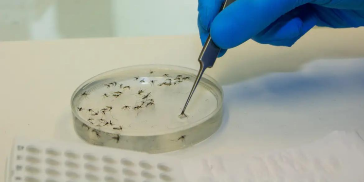 Minas registra mais duas mortes por dengue em 2025; outras 37 são investigadas
