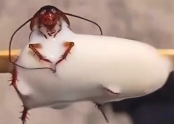 Banhista encontra barata em picolé no RJ; fábrica é interditada